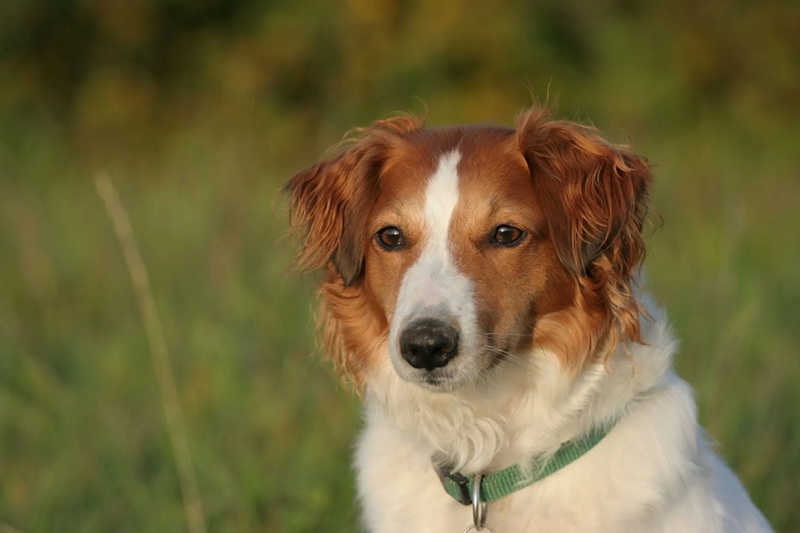 Chien croisé ou de race comment choisir le bon compagnon