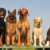 Chien de garde vs chien de famille quelles différences
