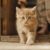 Comment bien accueillir un nouveau chat à la maison les étapes clés