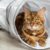 Comment créer un espace de jeu stimulant pour son chat
