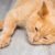 Comment détecter si votre chat souffre en silence Les signes à ne pas ignorer