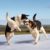 Comment réagir quand deux chiens se battent Conseils pour garder son calme et intervenir efficacement