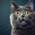 Comprendre les miaulements ce que votre chat essaie de vous dire