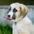 Comprendre les signaux d’apaisement chez le chien le langage silencieux des émotions