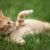 Faut-il laisser son chat sortir Avantages et risques à connaître