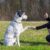 Faut-il punir son chien Ce qu’en dit la science