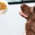 L’alimentation idéale selon l’âge du chien nourrir son compagnon au bon moment de sa vie