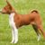 Le Basenji le chien qui n’aboie pas