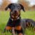 Le Beauceron tout ce qu’il faut savoir sur ce chien rustique, loyal et protecteur