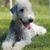 Le Bedlington Terrier tout ce qu’il faut savoir sur ce chien atypique, vif et élégant