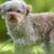 Le Bolonka Zwetna Tout savoir sur ce petit chien au grand cœur