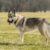 Le Chien Loup Tchécoslovaque Tout savoir sur ce compagnon hors du commun