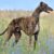 Le Greyhound Tout ce qu’il faut savoir sur ce sprinter au cœur tendre