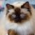 Le chat Birman (Sacré de Birmanie) Tout ce qu’il faut savoir sur ce félin doux et majestueux