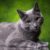 Le chat Bleu Russe tout ce qu’il faut savoir sur ce félin discret et raffiné