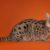 Le chat Savannah tout ce qu’il faut savoir sur ce félin hors norme