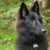Le chien Berger tout ce qu’il faut savoir sur ces races intelligentes, loyales et polyvalentes