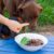 Le jeûne chez le chien une bonne pratique ou un risque inutile