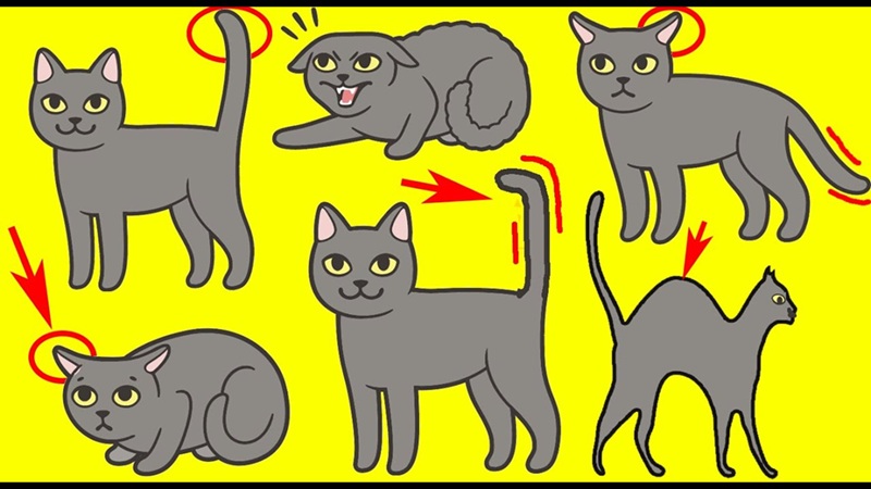 Le langage corporel du chat décrypté ce que votre félin essaie de vous dire