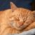 Le sommeil du chat tout ce qu’il faut savoir sur les habitudes de repos de votre félin