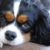 Le top 10 des petits chiens de compagnie adorables, faciles à vivre et toujours proches de vous