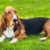 Les chiens qui supportent bien la solitude quelles races pour les maîtres occupés