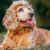 Les maladies fréquentes chez les chiens âgés savoir les repérer et agir à temps