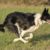 Les races de chiens idéales pour les sportifs vos meilleurs partenaires d’entraînement