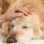 Les signes de douleur chez le chien savoir reconnaître la souffrance silencieuse