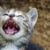 Les soins dentaires chez le chat pourquoi c’est important (et comment les assurer)