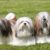Lhassa Apso Tout savoir sur ce chien sacré venu du toit du monde