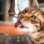 L’importance de l’hydratation chez le chat pourquoi bien l’hydrater est essentiel