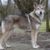 Loup de Saarloos Tout savoir sur ce chien au regard sauvage