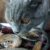 Peut-on donner du poisson à son chat Ce qu’il faut savoir