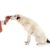 Peut-on éduquer un vieux chien Oui, et voici comment
