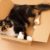 Pourquoi les chats aiment-ils autant les cartons Le mystère (presque) élucidé !