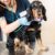 Préparer son chien pour une visite chez le vétérinaire astuces et conseils