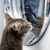 Protéger son intérieur sans punir son chat astuces et solutions respectueuses