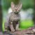 Races de chats hypoallergéniques mythe ou réalité