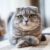 Scottish Fold tout savoir sur ce chat aux oreilles pliées