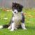 Tout ce qu’il faut savoir sur le Border Collie