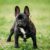 Tout ce qu’il faut savoir sur le Bouledogue Français
