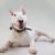 Tout ce qu’il faut savoir sur le Bull Terrier