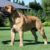 Tout ce qu’il faut savoir sur le Bullmastiff le géant au cœur tendre