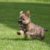 Tout ce qu’il faut savoir sur le Cairn Terrier