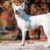 Tout ce qu’il faut savoir sur le Canaan Dog le gardien du désert