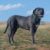 Tout ce qu’il faut savoir sur le Cane Corso un molosse au cœur tendre