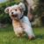 Tout ce qu’il faut savoir sur le Caniche un chien intelligent, élégant et affectueux