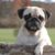 Tout ce qu’il faut savoir sur le Carlin un petit chien au grand cœur