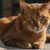 Tout ce qu’il faut savoir sur le chat Abyssin
